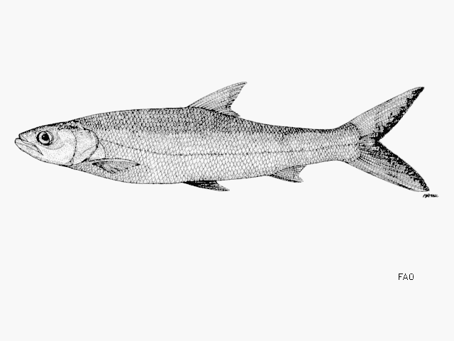 Aaptosyax grypus