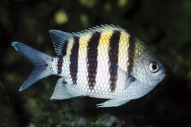 Abudefduf saxatilis