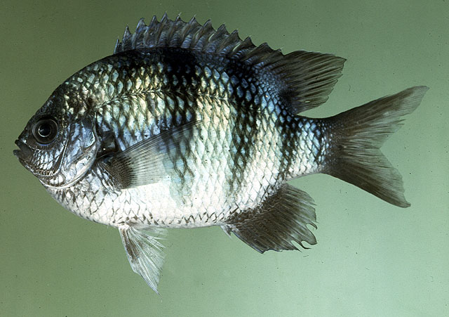 Abvai_u4.jpg