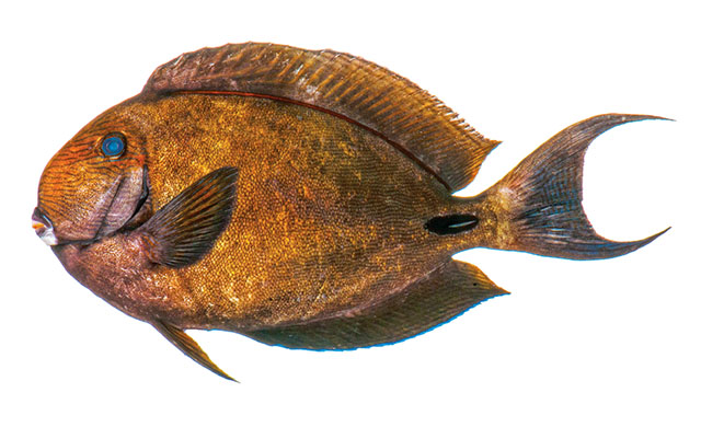 Acanthurus albimento