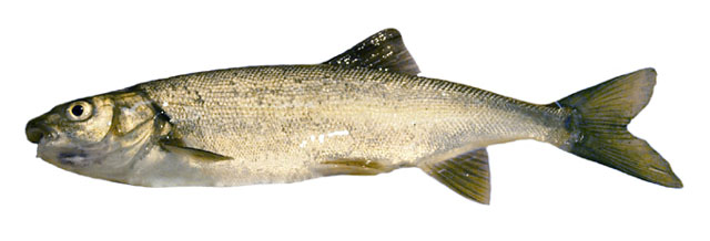 Gila alutacea