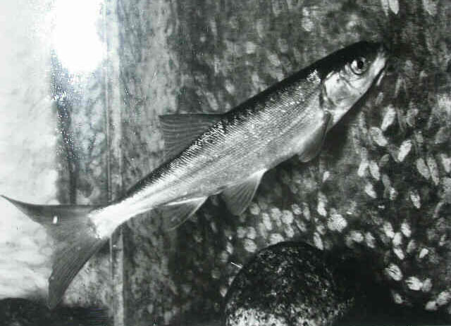 Gila alutacea