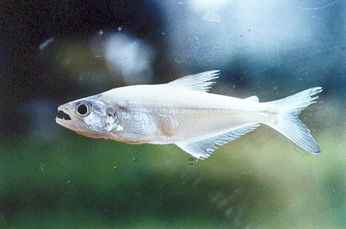 Acano_u0.jpg