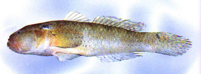 Acchl_u0.jpg