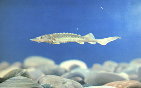 Acipenser dabryanus