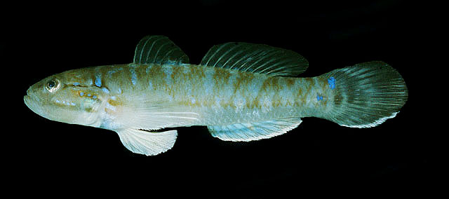 Acentrogobius dayi