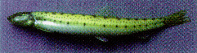 Acdel_u0.jpg