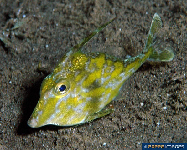 Acreichthys hajam