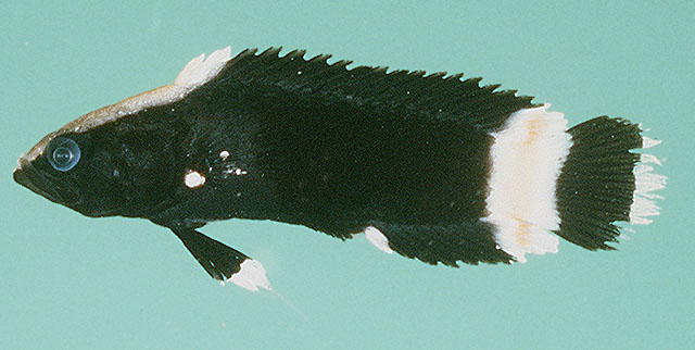 Acanthoplesiops indicus