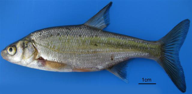 Acmar_u2.jpg