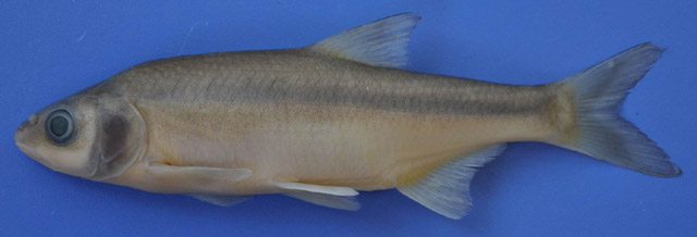 Vimba mirabilis