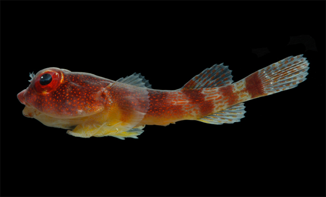 Acyrtus pauciradiatus
