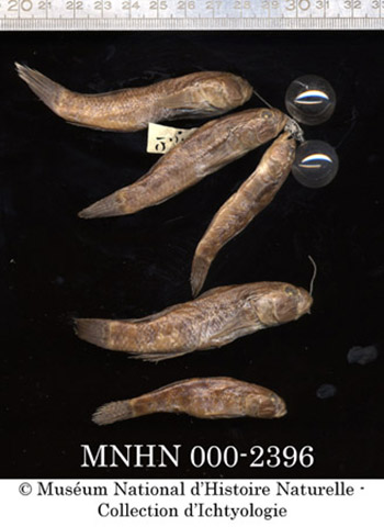 Acentrogobius simplex