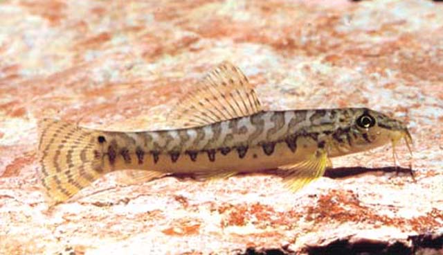 Acanthocobitis urophthalmus