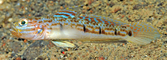 Acentrogobius violarisi