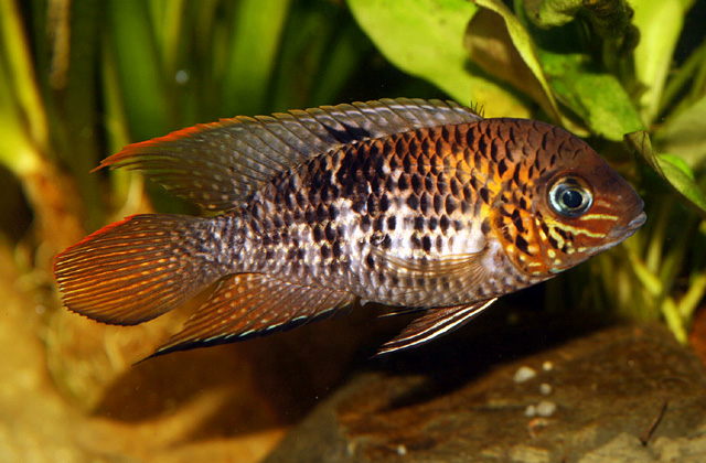 Andinoacara biseriatus