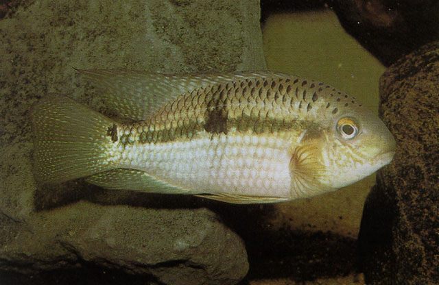 Aequidens rondoni