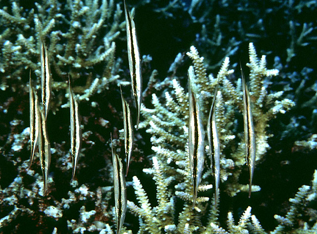 Aeoliscus strigatus
