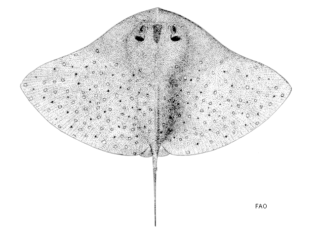 Gymnura tentaculata