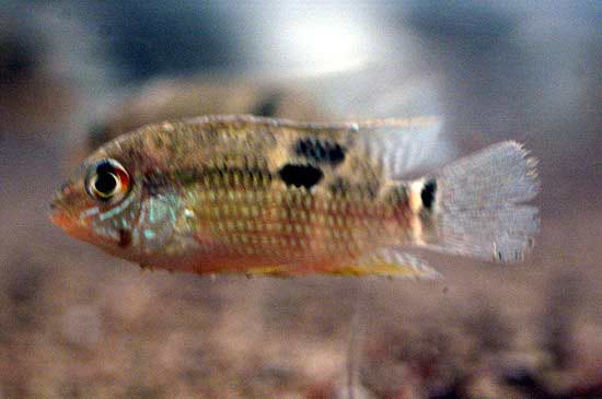 Aequidens tubicen
