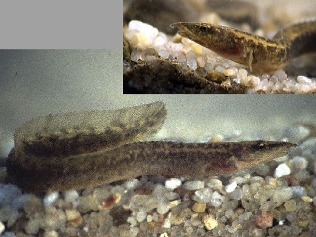 Mastacembelus vanderwaali