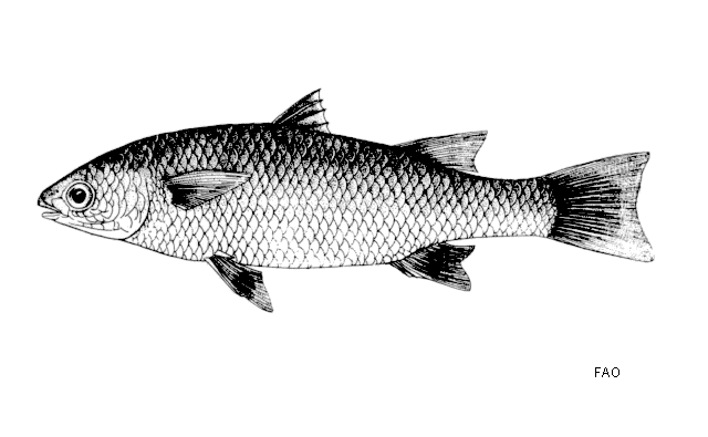 Agonostomus telfairii