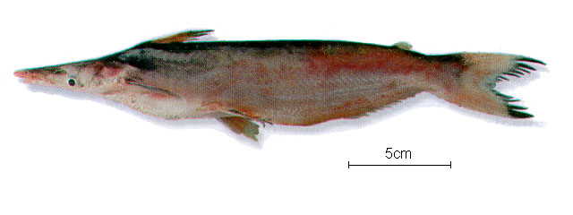Ageneiosus ucayalensis