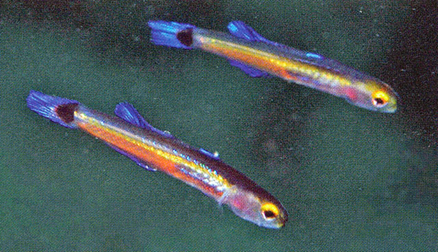 Aioliops brachypterus