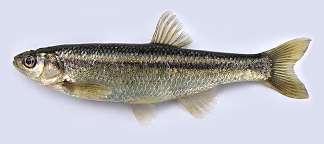 Alburnus atropatenae