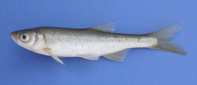 Alburnus battalgilae
