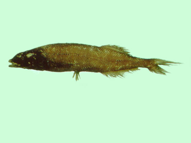 Alepocephalus bicolor