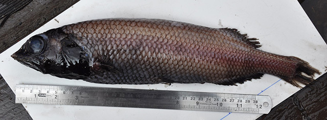 Alepocephalus blanfordii