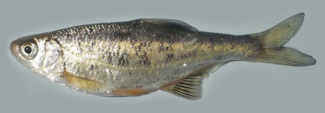 Alburnus caeruleus