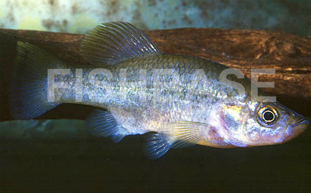 Allotoca catarinae