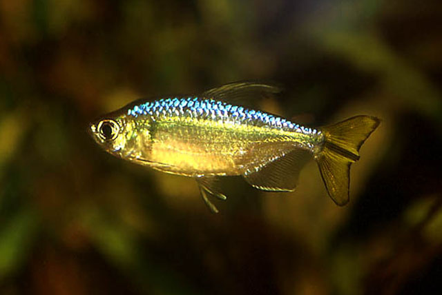 Alestopetersius tumbensis