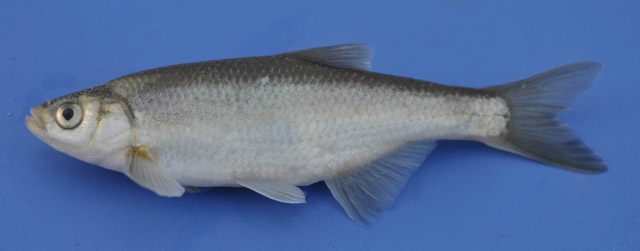 Alburnus demiri