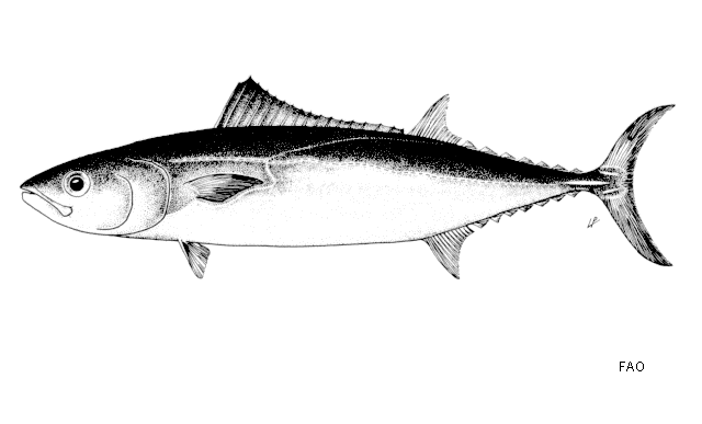 Allothunnus fallai