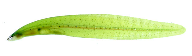 Alabes gibbosa