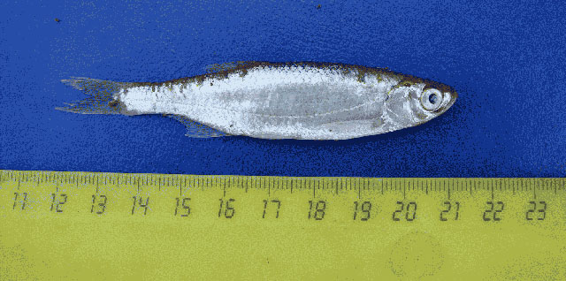 Alburnus hohenackeri