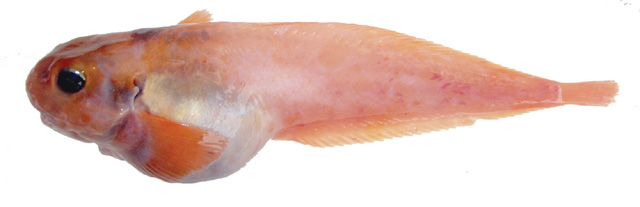 Allocareproctus kallaion