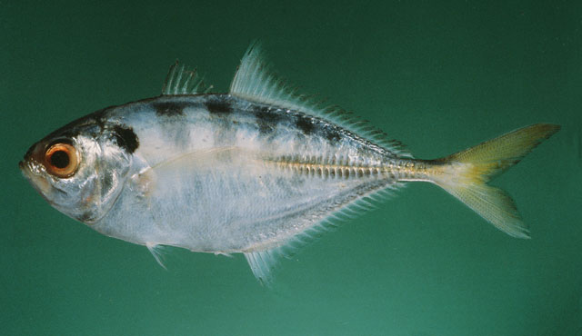 Alepes kleinii