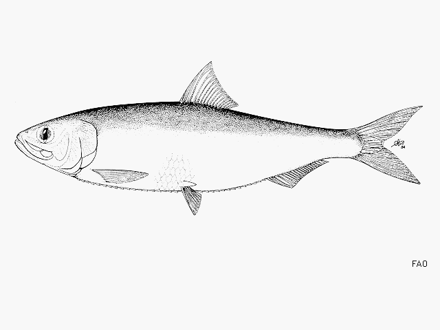 Alosa maeotica