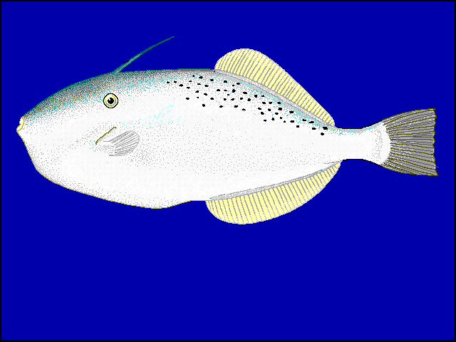 Aluterus monoceros
