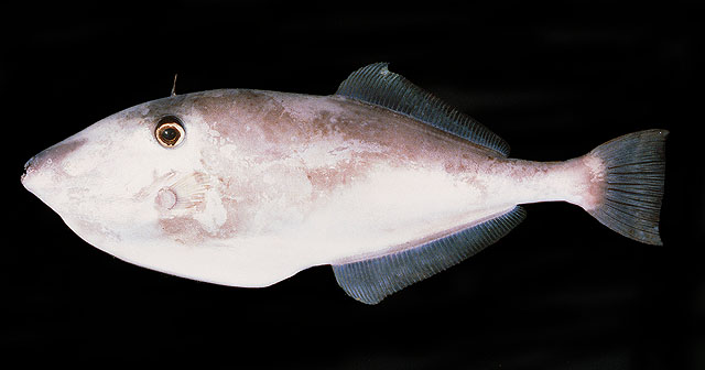 Aluterus monoceros