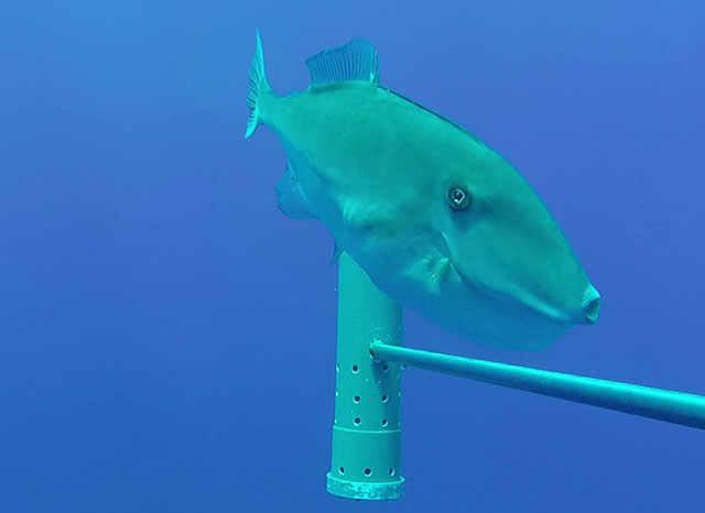 Aluterus monoceros