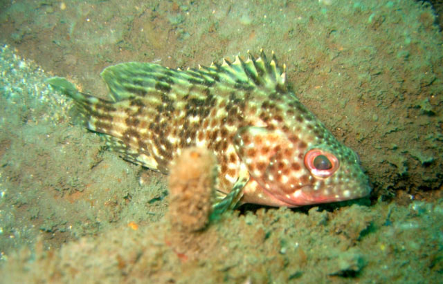 Alphestes multiguttatus