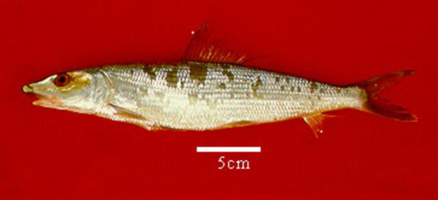Albula nemoptera