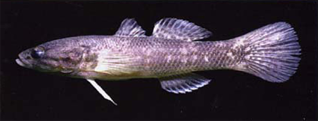 Allomogurnda papua