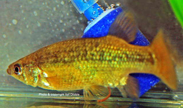 Alloophorus robustus