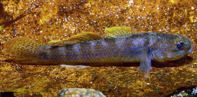 Allomogurnda sampricei